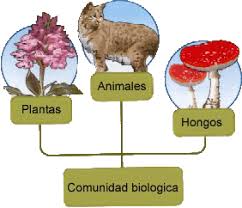 Comunidad Biologica.