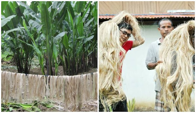 Jadi Bahan Uang Dollar hingga Bodi Mercedez Benz, Serat Pohon Pisang Asal Indonesia Ini Diburu Banyak Negara