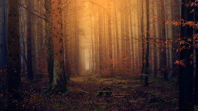 Nature Images Nature Images