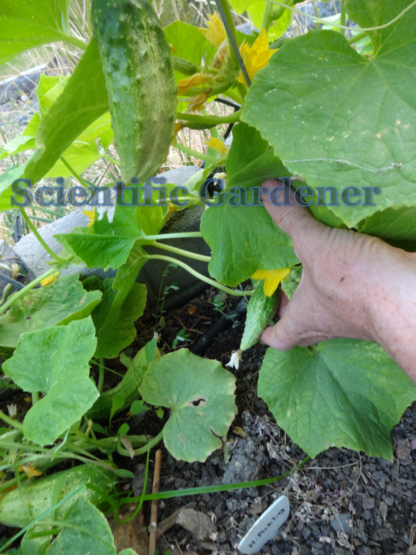 The Scientific Gardener Northern Pickling Cucumber
