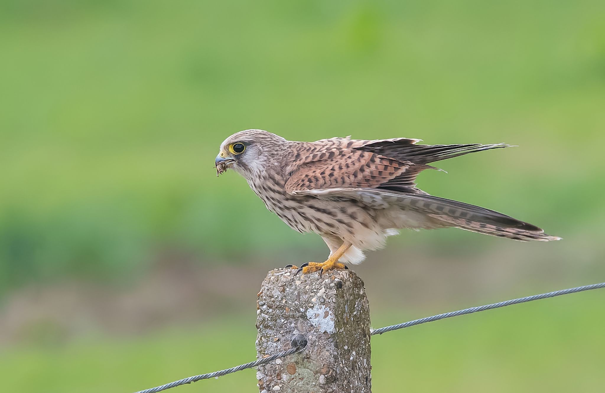 Northamptonshire Birding: Most common raptors in Northants