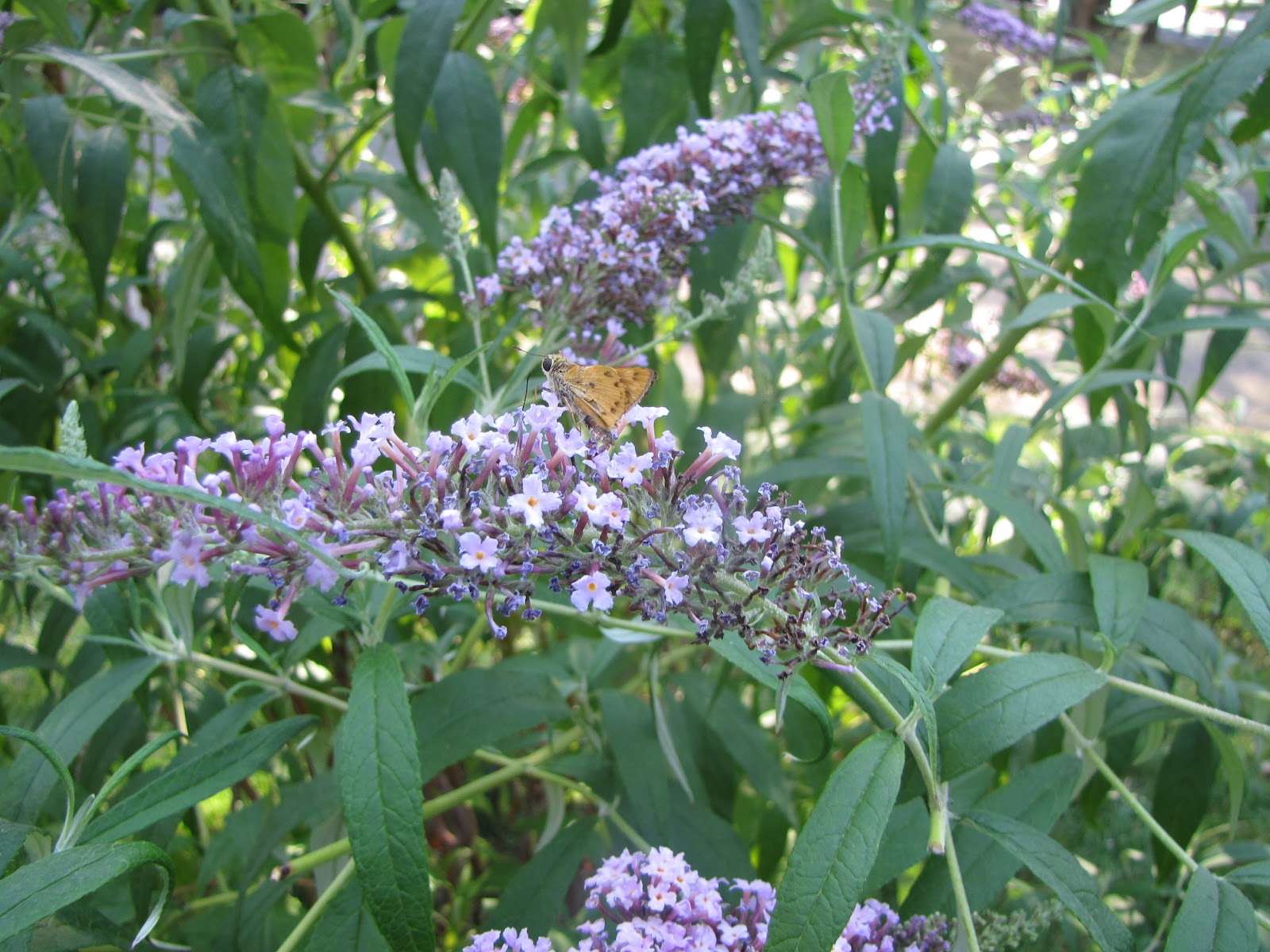 A Corner Garden How I Deadhead Butterfly Bushes