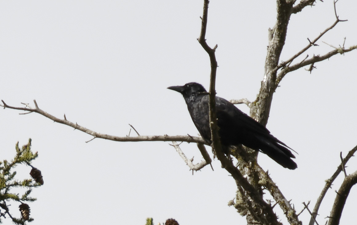 Superstições chinesas - o pássaro imortalizado por Edgar Allan Poe descansa sobre um galho de árvore
