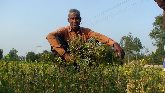 তেতুঁলিয়ায় রাতের আঁধারে মাদ্রাসার জমি দখলের চেষ্টায় বেড়া