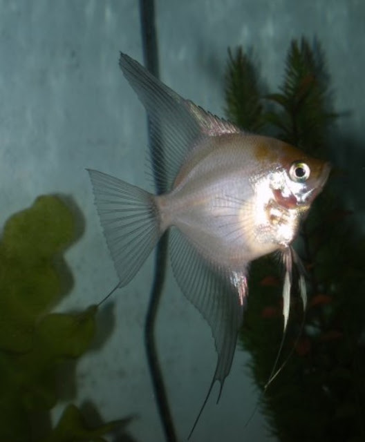 jenis blushing angelfish