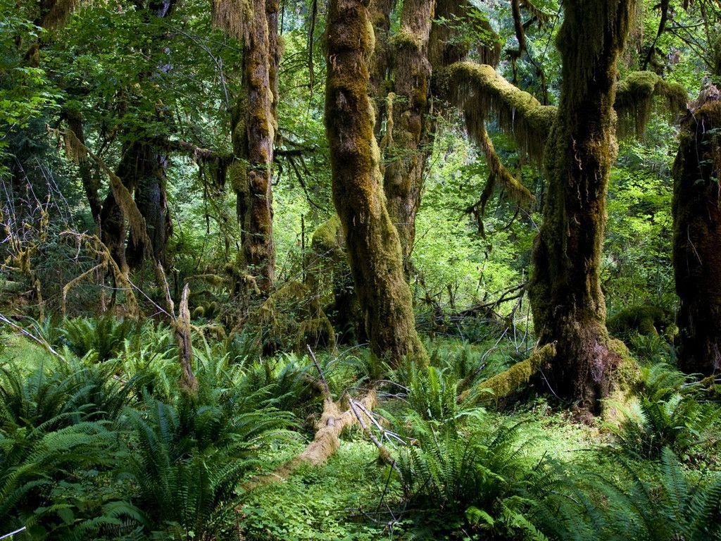 Teh Innuka Sendok Hutan Tropis Mengobrol Meceritakan Masi Masing Cerita