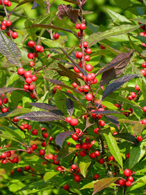 Ilex verticillata Nana Winterberry at Toronto Botanical Garden by garden muses-not another Toronto gardening blog