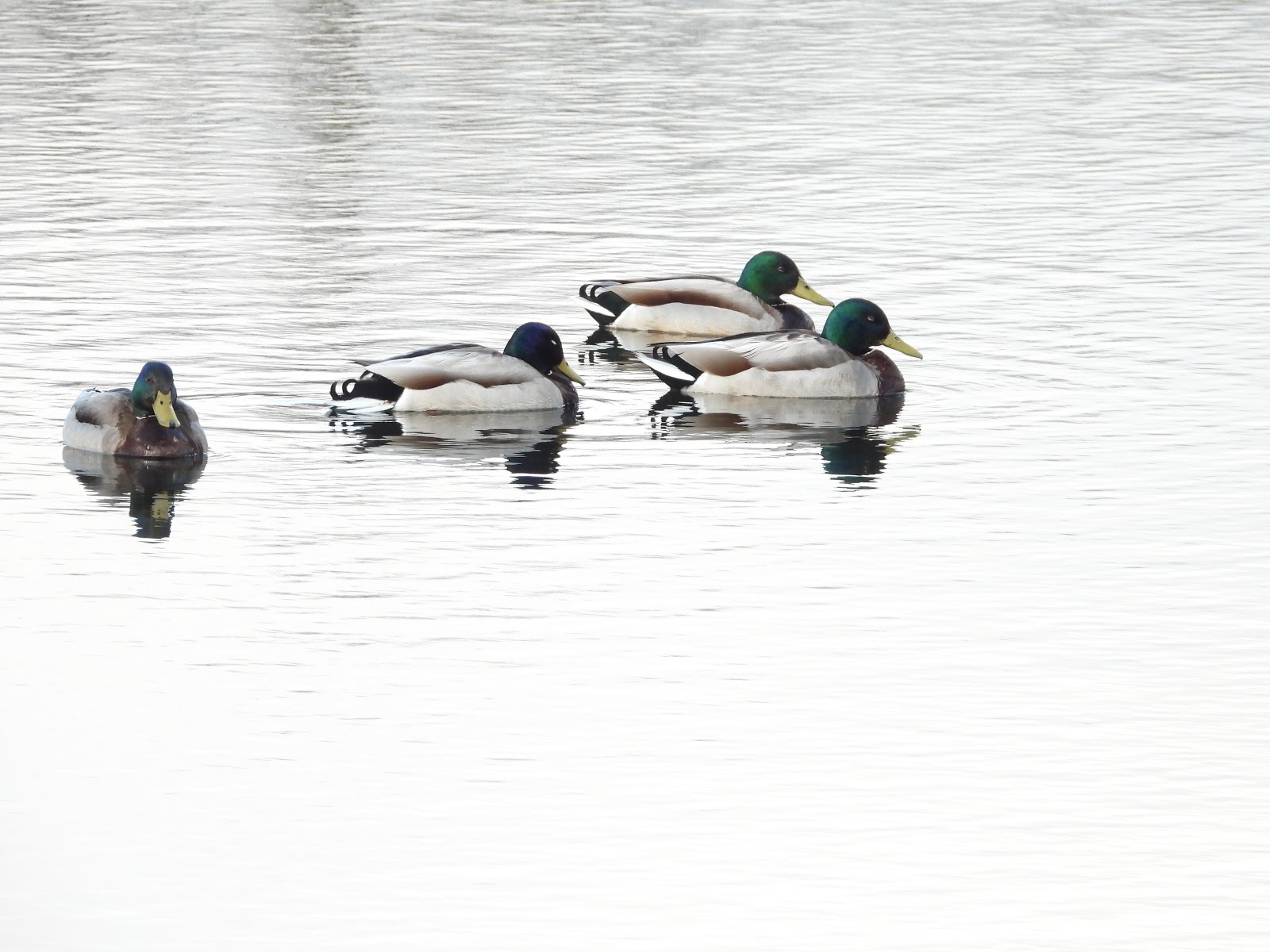 Bird & Travel Photos, Birding Sites, Bird Information: MALE MALLARDS IN