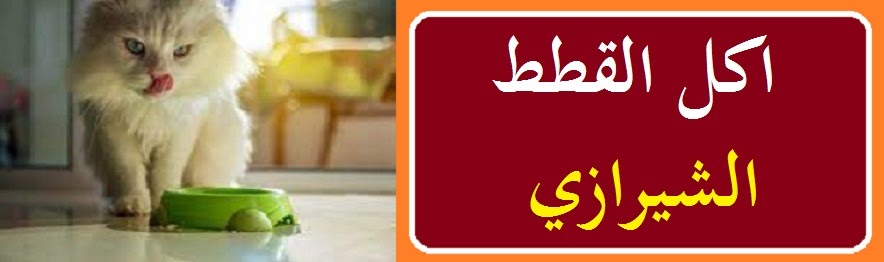 اكل القطط الشيرازي المفضل والصحي حسب ما اكدتة الابحاث الطبية