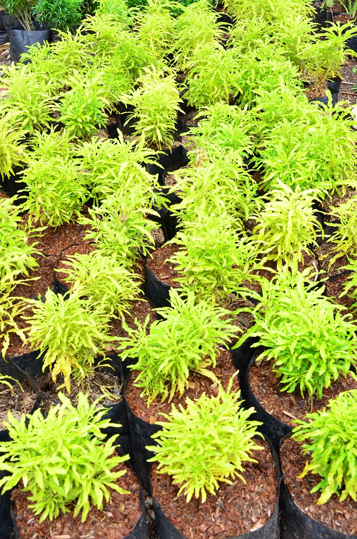 15 Tanaman Hias Daun Hijau Kuning