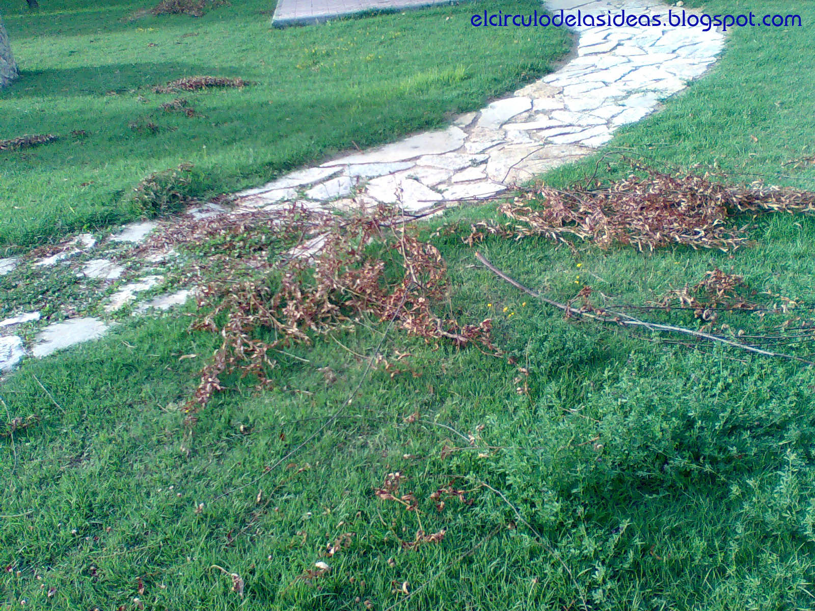 El círculo de las ideas Sauce llorón