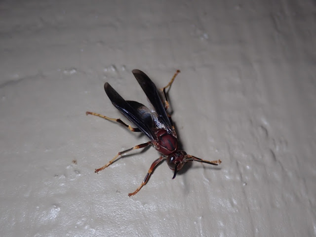 Polistes metricus Polistes metricus