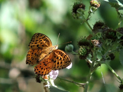 Brenthis daphne, anverso Anverso de Brenthis daphne