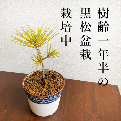 【盆栽キット】黒松盆栽を種から育てる方法1年半記録メモ-しかしにっき