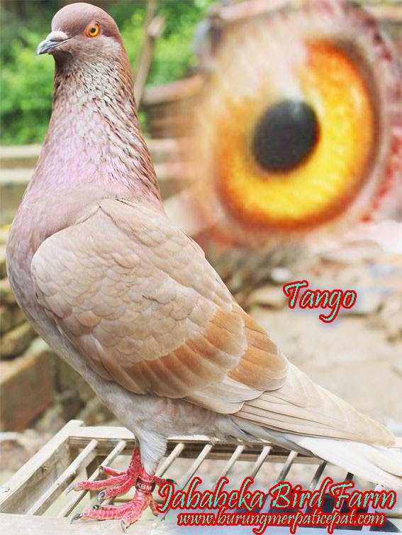 (0287) 382807 / 085228600358 / 085329515425 Cara Mengatasi