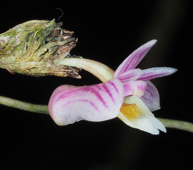 Dendrobium lobulatum