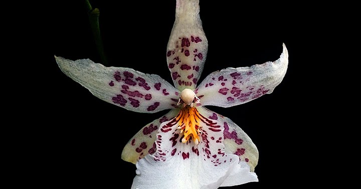 Orquídeas no Apê: Orquídea Beallara