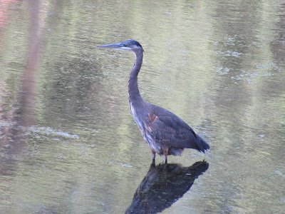 great blue heron lake siskiyou