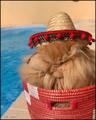 Funny cat GIF • Cool Persian cat taking a vacation near swimming pool with an amazing hat Funny cat GIF • Cool Persian cat taking a vacation near swimming pool with an amazing hat