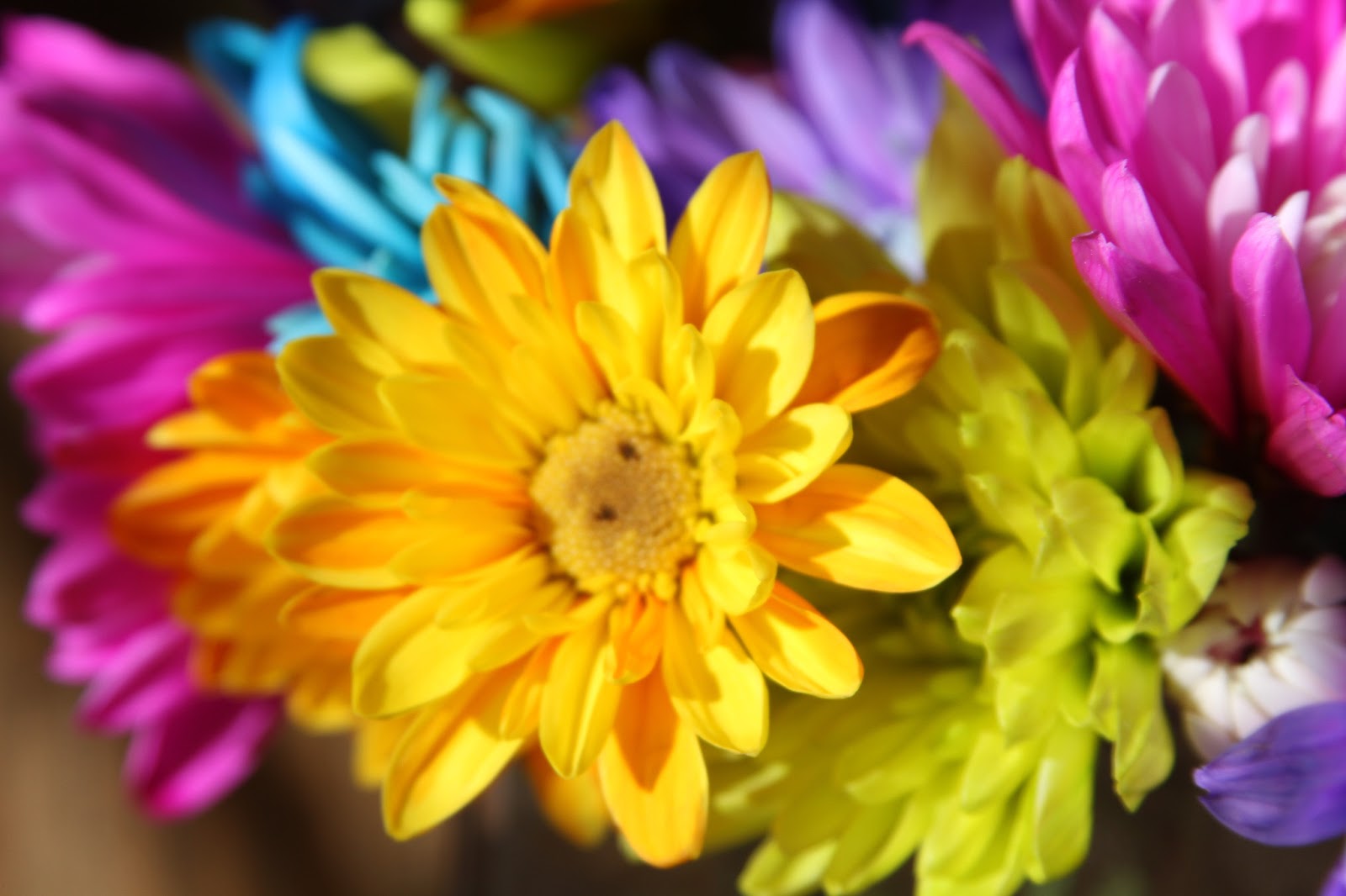 . Flowers Can Brighten Your Day