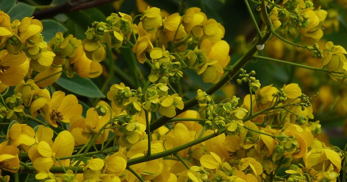 Dezembro: Cássia do Nordeste, Aleluia/Pau-Fava
