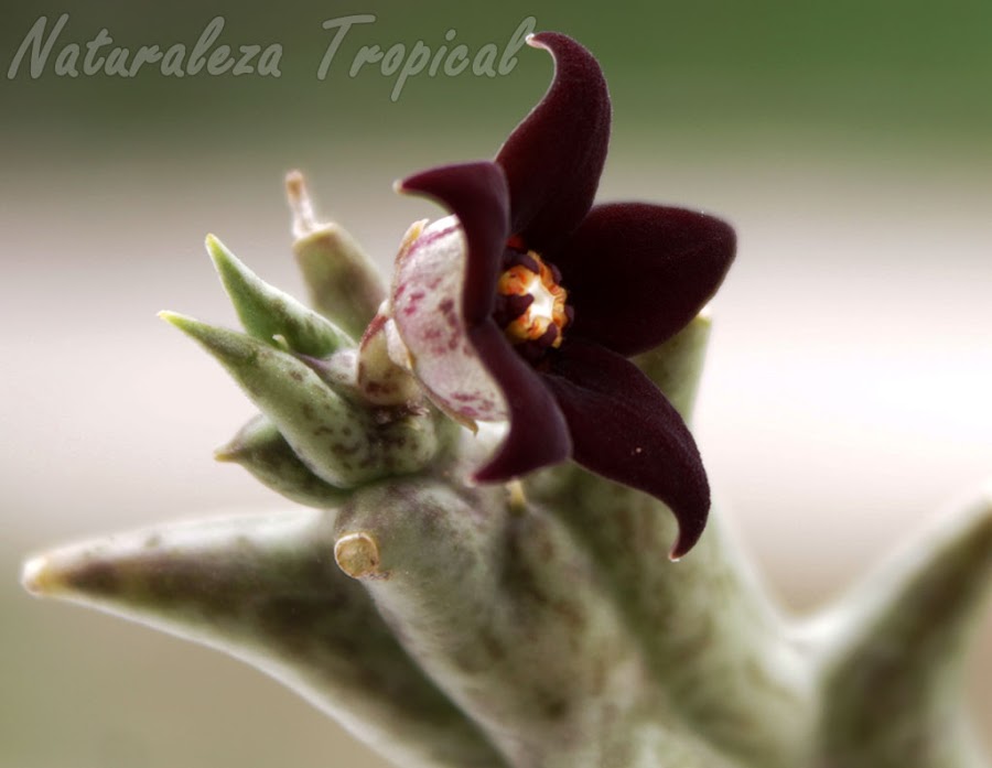 Flor típica de la Estrella Negra (Orbea decaisneana). Pachycymbium decaisneanum o Caralluma hesperidum