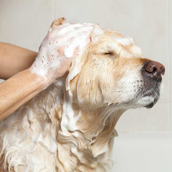 Bathing a dog