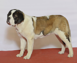 Saint Bernard köpeği