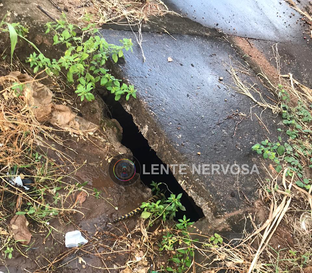 Cobra Sucuri é flagrada passeando próximo ao Colégio Padrão no Bairro Cuniã