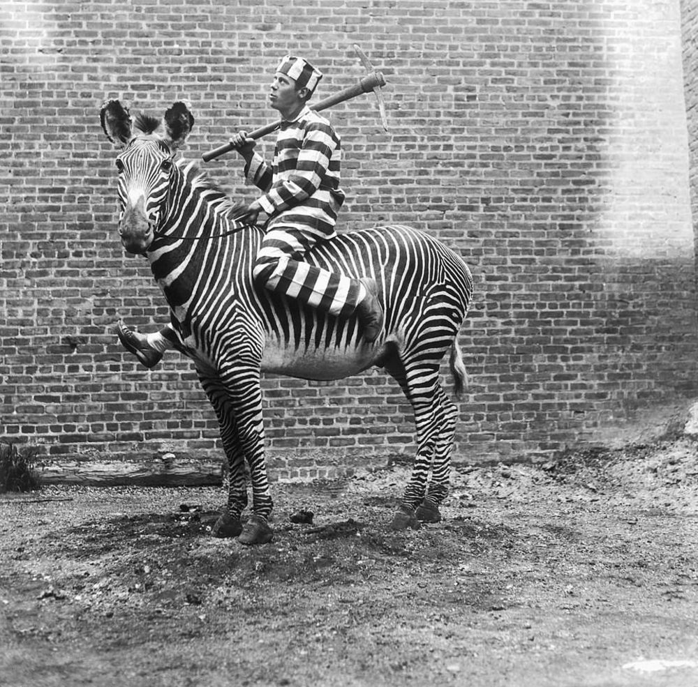 16 Vintage Photographs That Show People Riding Zebras From the Late 19th and Early 20th