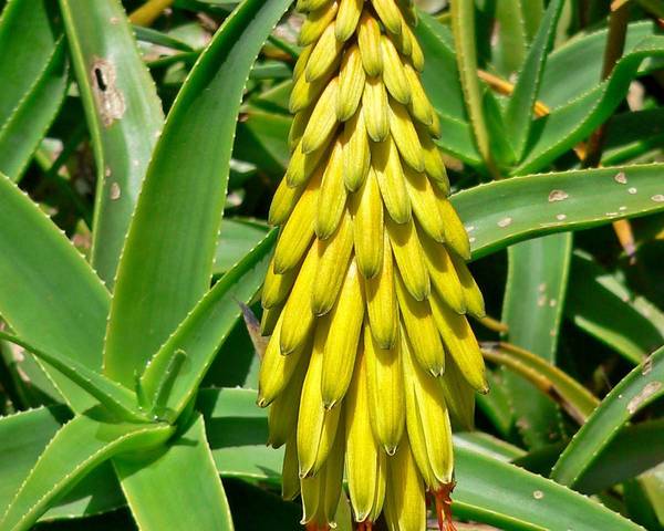 Yellow Aloevera flower Buds