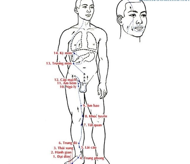 Vị trí huyệt ngũ lý