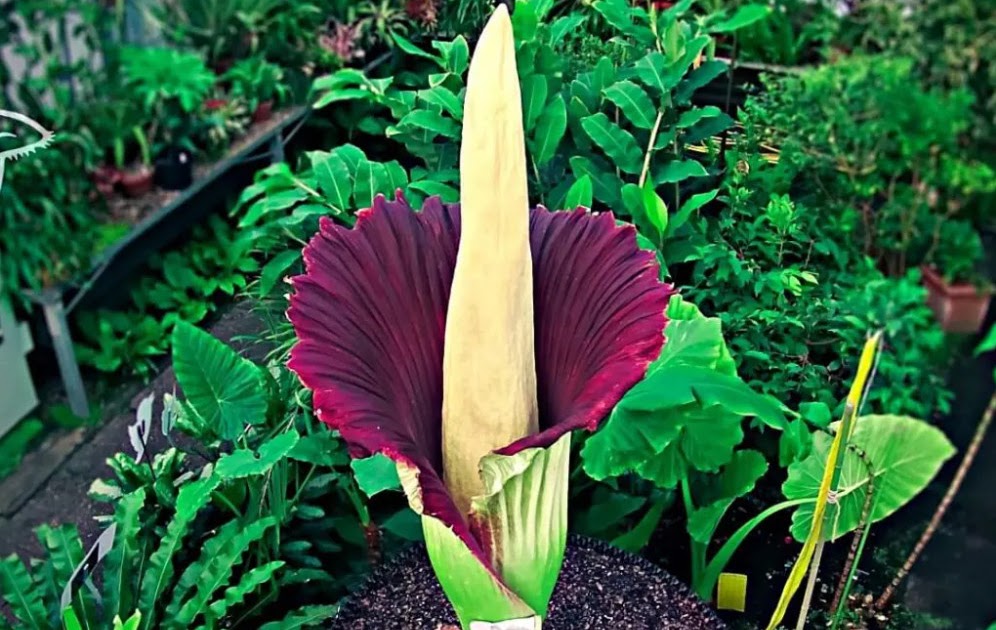 Which is the largest, stinkiest and smelliest flower in the world?