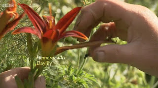 Hemerocallis Day Lily