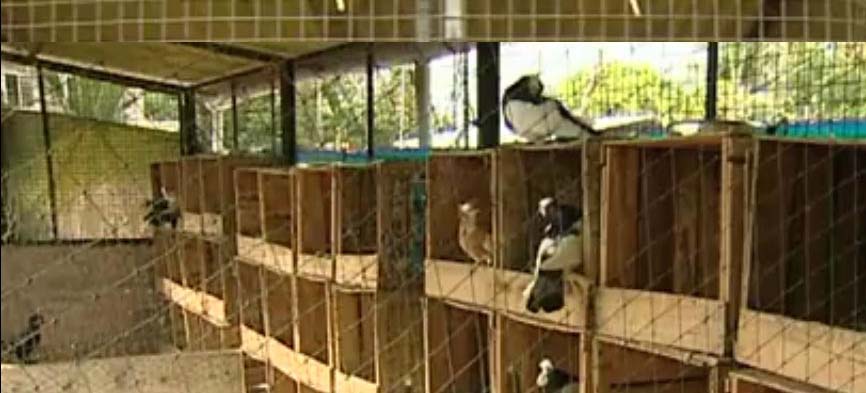 Pigeon farm near me picture