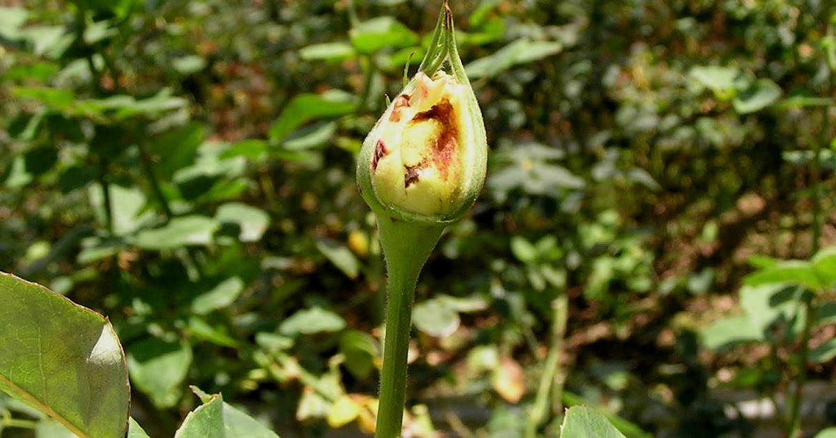 Frequently Asked Questions about ROSES