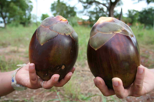 manfaat buah siwalan