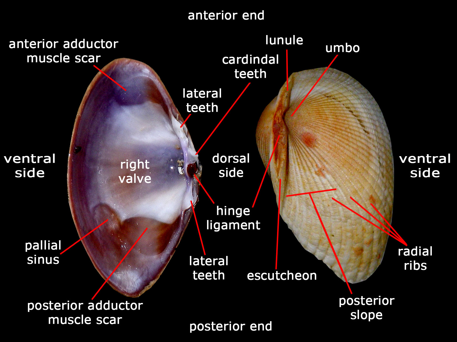 THE TiDE CHAsER Bivalves Phyllum Mollusca Class Bivalvia Of Singapore