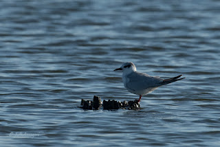 Fumarel cariblanco, Chlidonias hybrida, Whiskered Tern