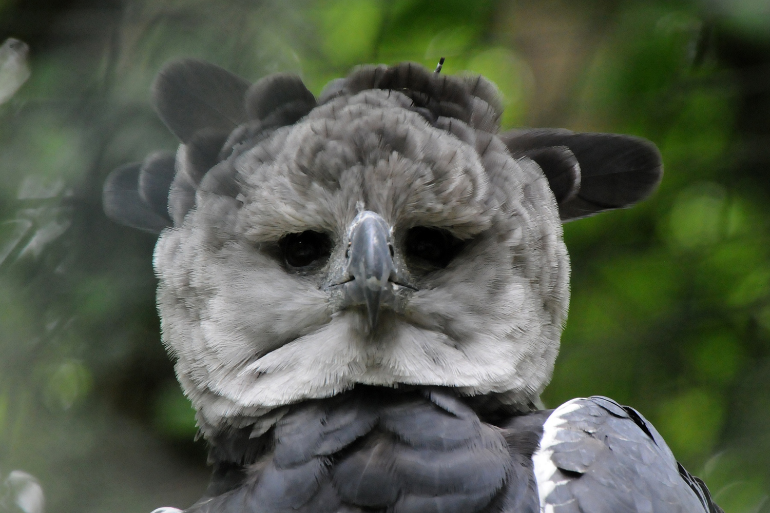 Harpy Eagle Face