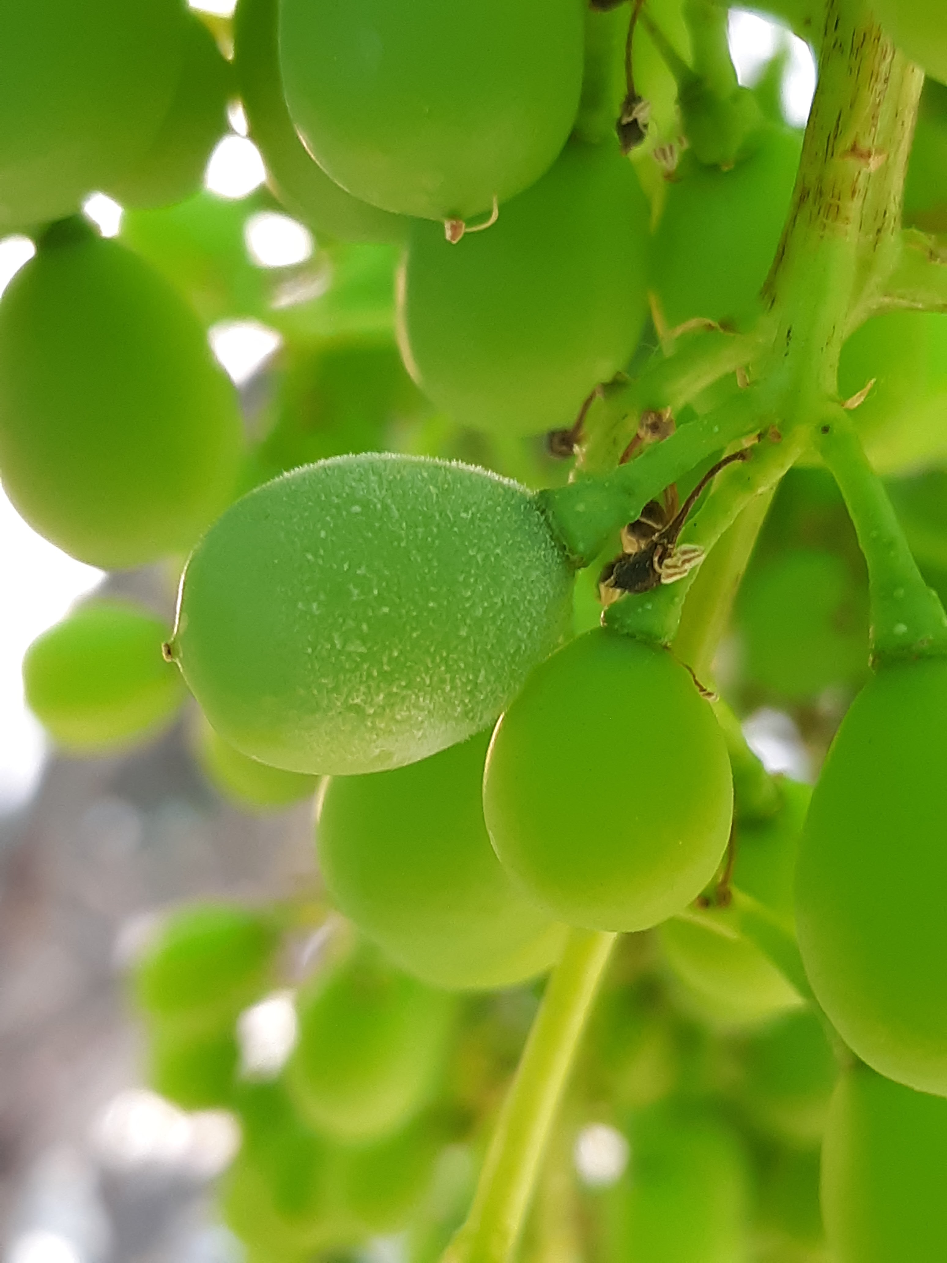 In The Field Powdery Mildew in Grapes