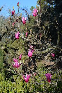 Magnolia púrpura. Flor tonos rosas, arbusto proterante.