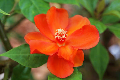 กุหลาบพุกาม, Rose Cactus (Leuenbergeria bleo)