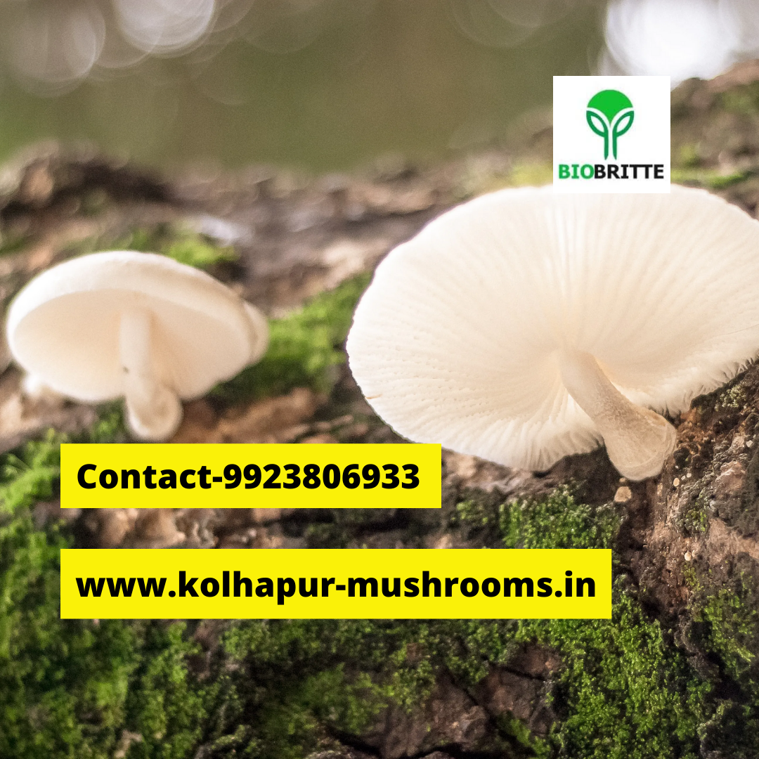 Oyster mushroom benefits and side effects Mushroom center Biobritte mushrooms