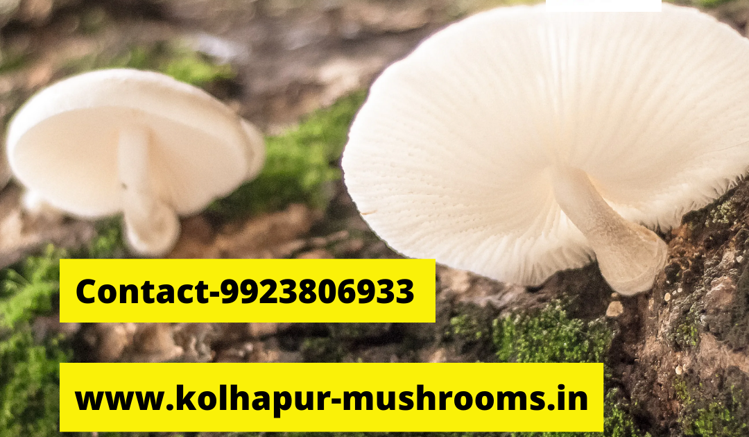 Oyster mushroom benefits and side effects Mushroom center Biobritte