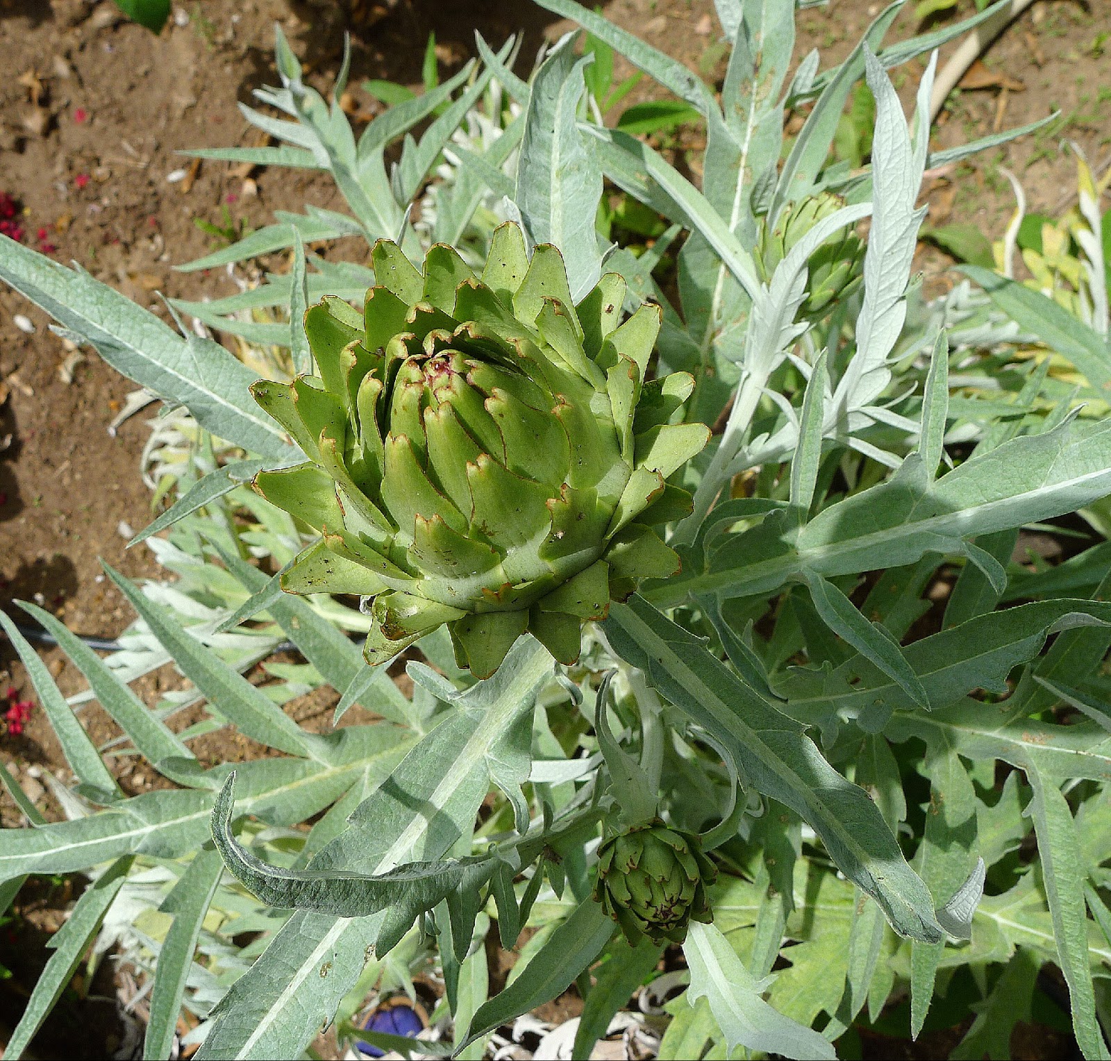 MY KITCHEN IN SPAIN ARTICHOKES, SIMPLIFIED