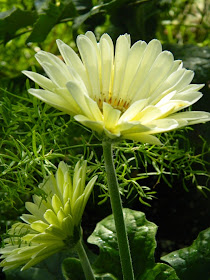 Allan Gardens Conservatory 2015 Spring Flower Show white gerbera daisy by garden muses-not another Toronto gardening blog