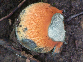 Suillellus luridus DSC43223