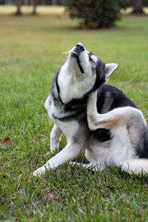 b09587202cf19cc2dee697c816eac203 health remedies home remedies Как вывести блох у хаски