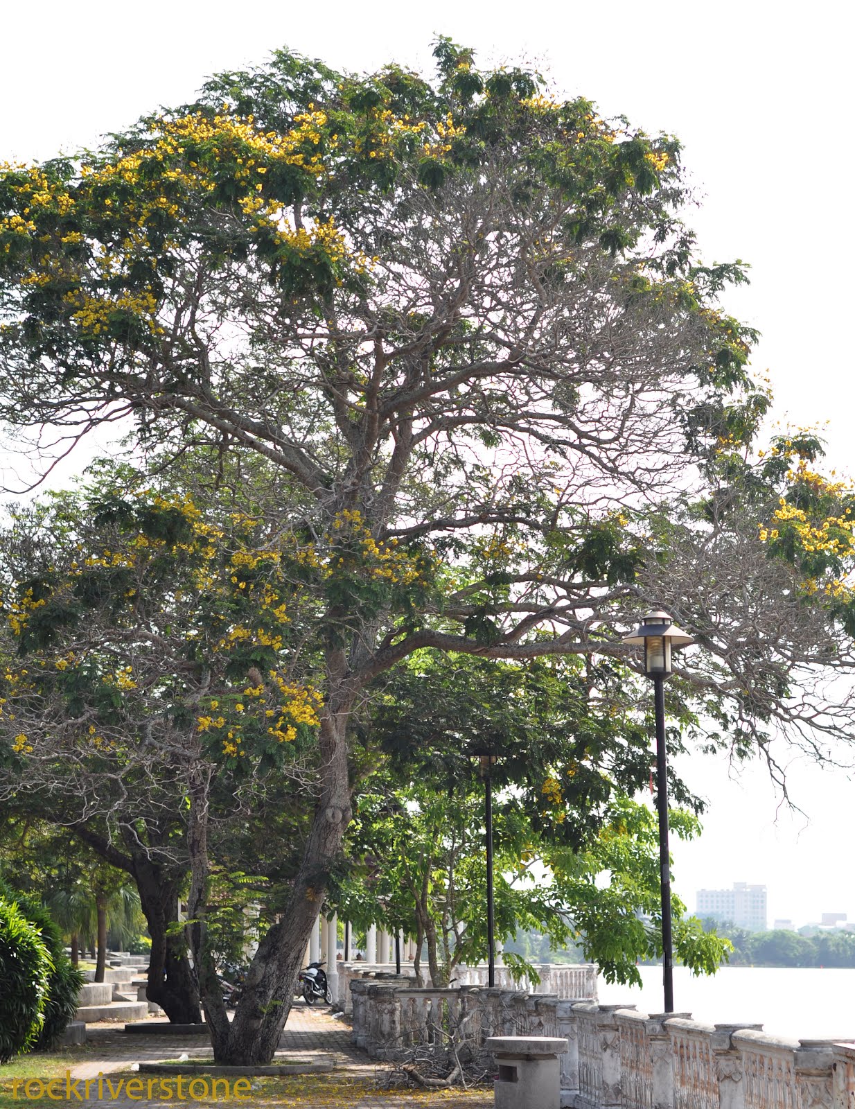 rockriverstone: Yellow Flame Tree - Pokok Batai Laut (Peltophorum ...